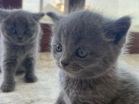 British Shorthair Yavru Kediler
