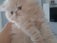 İran exotic longhair bebekler