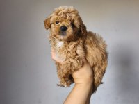 Maltipoo yavrularımız