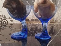 Chihuahua elma kafa