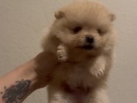 Sağlık Ve Irk Garantili Pomeranian
