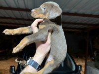 TESLİME HAZIR DOBERMAN KÖPEKLER