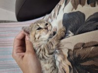 2 yavru kedimiz ücretsiz sahiplendirme