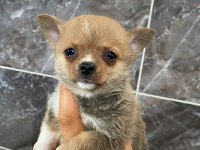Chihuahua Yavrularımız Yeni Ailesini Beklemekte