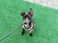 Tatlı pinscher yavrumuz cipiye aile arıyoruz