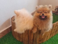 Boo dişimiz
