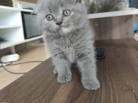 Gri scottish fold dişi ve erkek kedi
