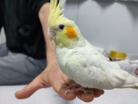 Unutulmaz sultan papağanı 4 aylık