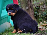 SAFKAN ŞECERELİ ŞAMPİYON YAVRU KÖPEKLER