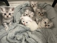 Teslime hazır 5 yavru 2 erkek 3 dişi scottish fold