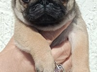 Şaşkın bakışlım pug yavrularım