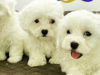 K9 AVRUPA ÇİFTLİĞİNDEN MALTESE TERRİER YAVRULARI