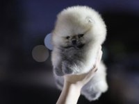 Pomeranian yavrular için kalitede tek adres