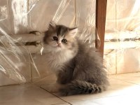 Chinchilla miniklerimiz