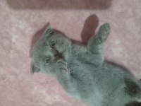 Minnoş scottish fold kedimize yeni yuva arıyoruz