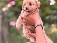 SAFKAN AŞILI VE ÇİŞ EĞİTİMLİ MALTIPOO BEBEKLER 