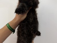 XXXL siyah erkek maine coon