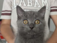 British shorthair kızımıza yuva arıyoruz