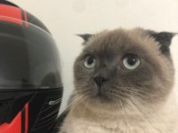 Scottish Fold Bluepoint