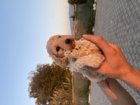 Maltipoo yavru