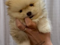POMERANİAN BOO