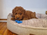 Toy Poodle Yavru