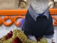 Casperimiza Bakacak Bir Aile Arıyoruz