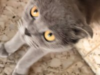 Scottish Fold Acil Yuva Aranıyor