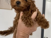 Dişi-erkek toy Poodle yavrularımız 