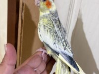59 Günlük Bebek Sultan Papağanı