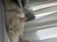 British shorthair silver kedimiz