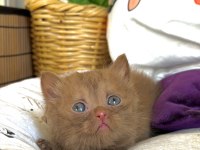 Cinnamon British Shorthair