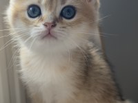 British shorthair safkan bebeklerimiz