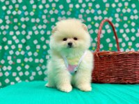 Safkan Pomeranian Boo Yavrularımız