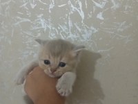 British shorthair kedileri