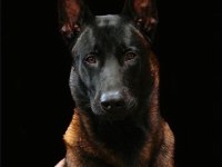Farklı olmak için belçika kurdu diyoruz