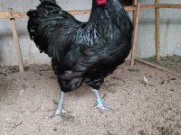 BLACK AUSTRALOP KULUÇKALIK YUMURTA & CİVCİV