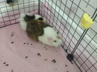 3 Yavru (3 aylık) ve 1 Hamile Ginepig (8 aylık) + Kafes