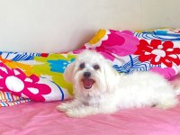 6 aylık dişi maltese terier