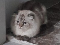 1,5 YASINDA SCOTTİSH FOLD KEDİMİZ
