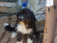Ücretsiz dişi yavru terrier kırması