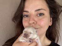 Pomeranian Boo Yavrular Yeni Ailesini Bekliyor