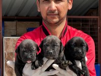 Cane Corso Yavrular
