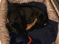 2 AYLIK DOBERMAN YAVRUMUZ