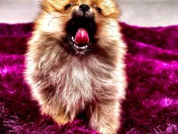 IRK GARANTILI TEA CUP POMERANİAN