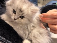 British Shorthair Beyaz Erkek