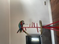 Hybrid macaw 5 aylık el besleme