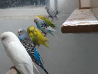 Muhabbet Kuşları İçin Ulaşın
