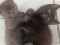 Prenses ve leonun aslanları
