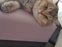 İki şahane Golden Shaded British Shorthair